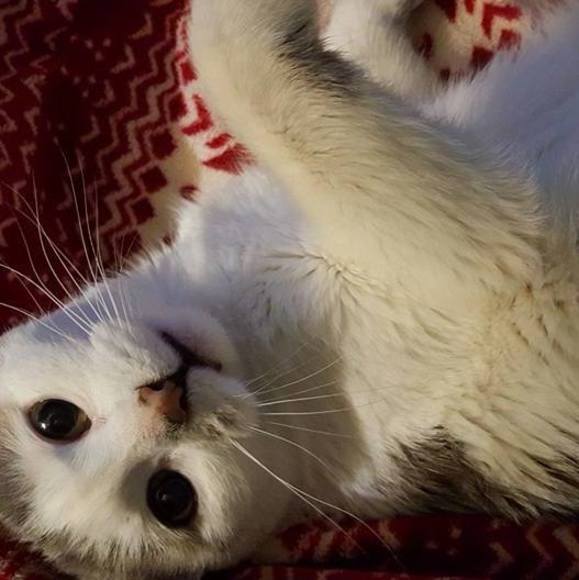 Meet your Posher, Tammy - Picture 1 of 1